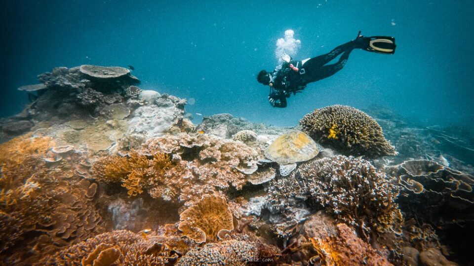 Diving in Komodo